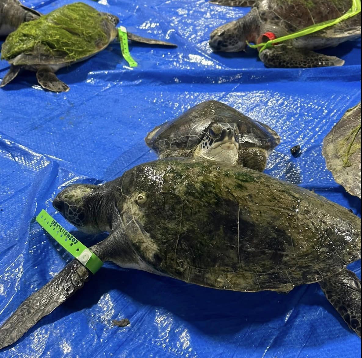 Cold-Stunning Event Strikes Texas Coast, Sea Turtles at Risk